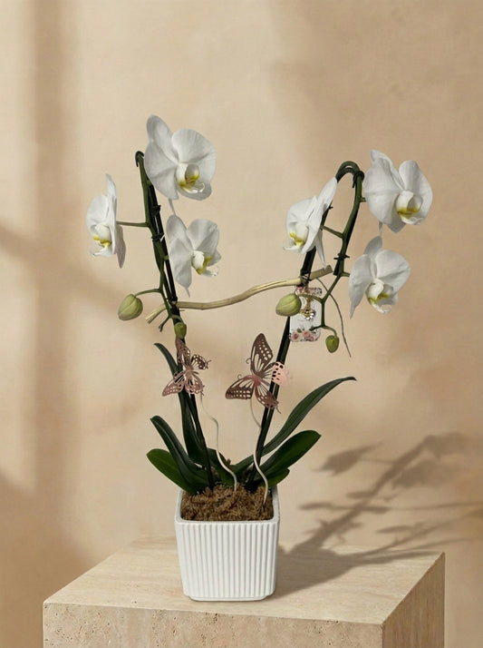 Orchid W