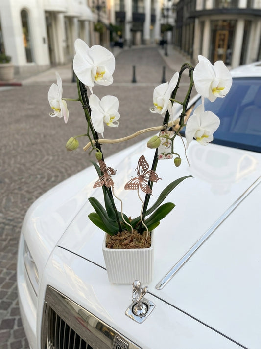Orchid W