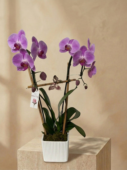 Orchid